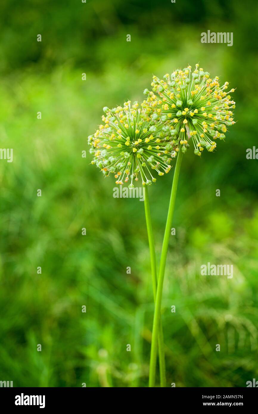 Green star ball leek, garden leek, Allium cristophii, allium giganteum ornamental plant, big round yellow flowers blossom close up on green background Stock Photo