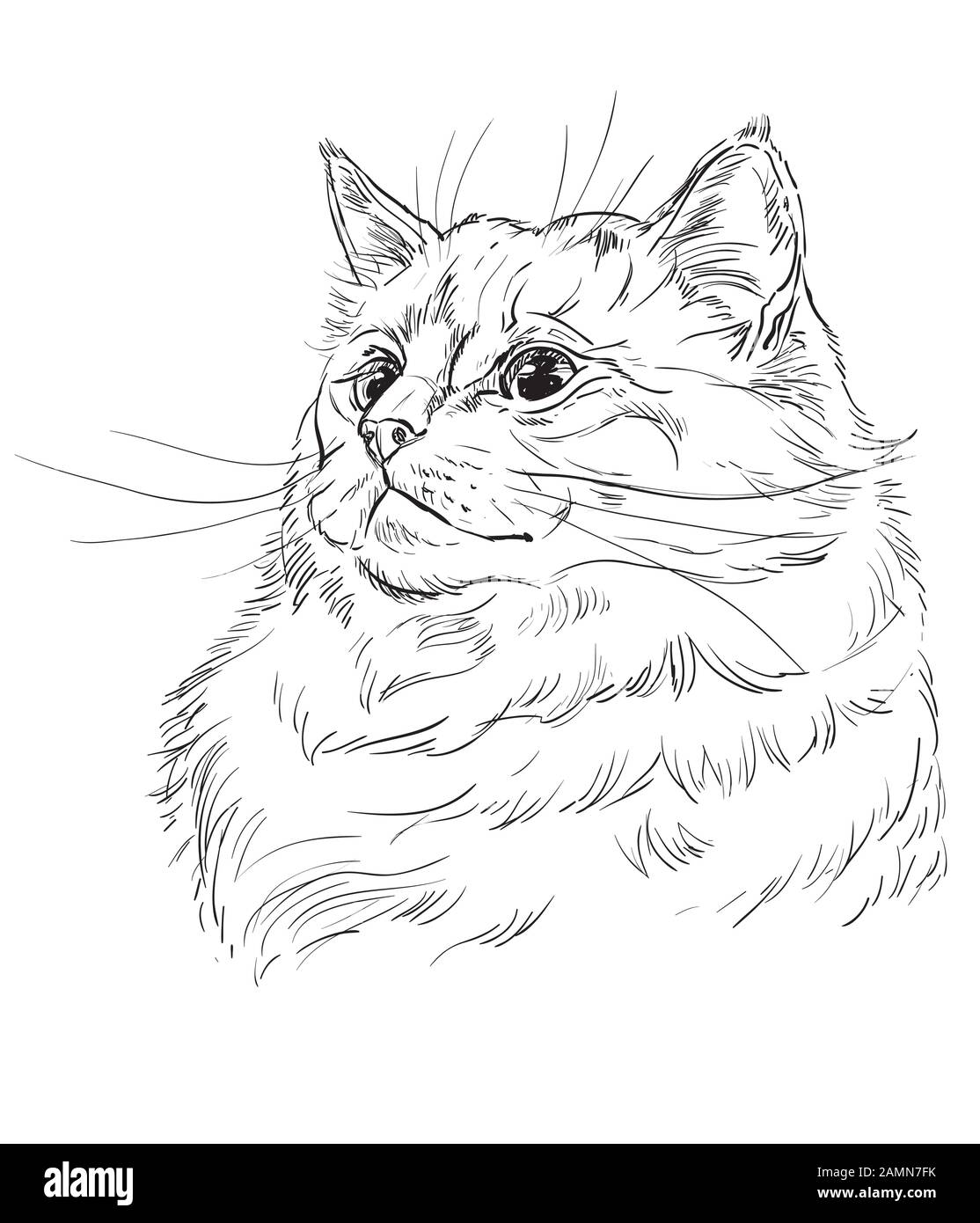 realistic cat drawing color