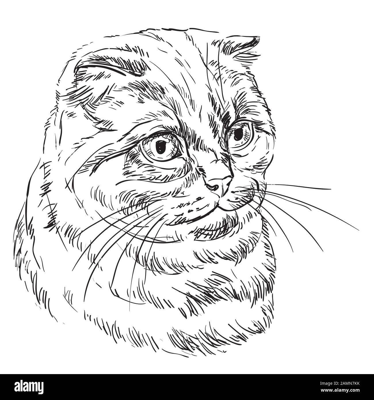 Vector hand drawing portrait of scottish fold cat in black color isolated on white background. Monochrome realistic portrait of scottish cat. Vector i Stock Vector