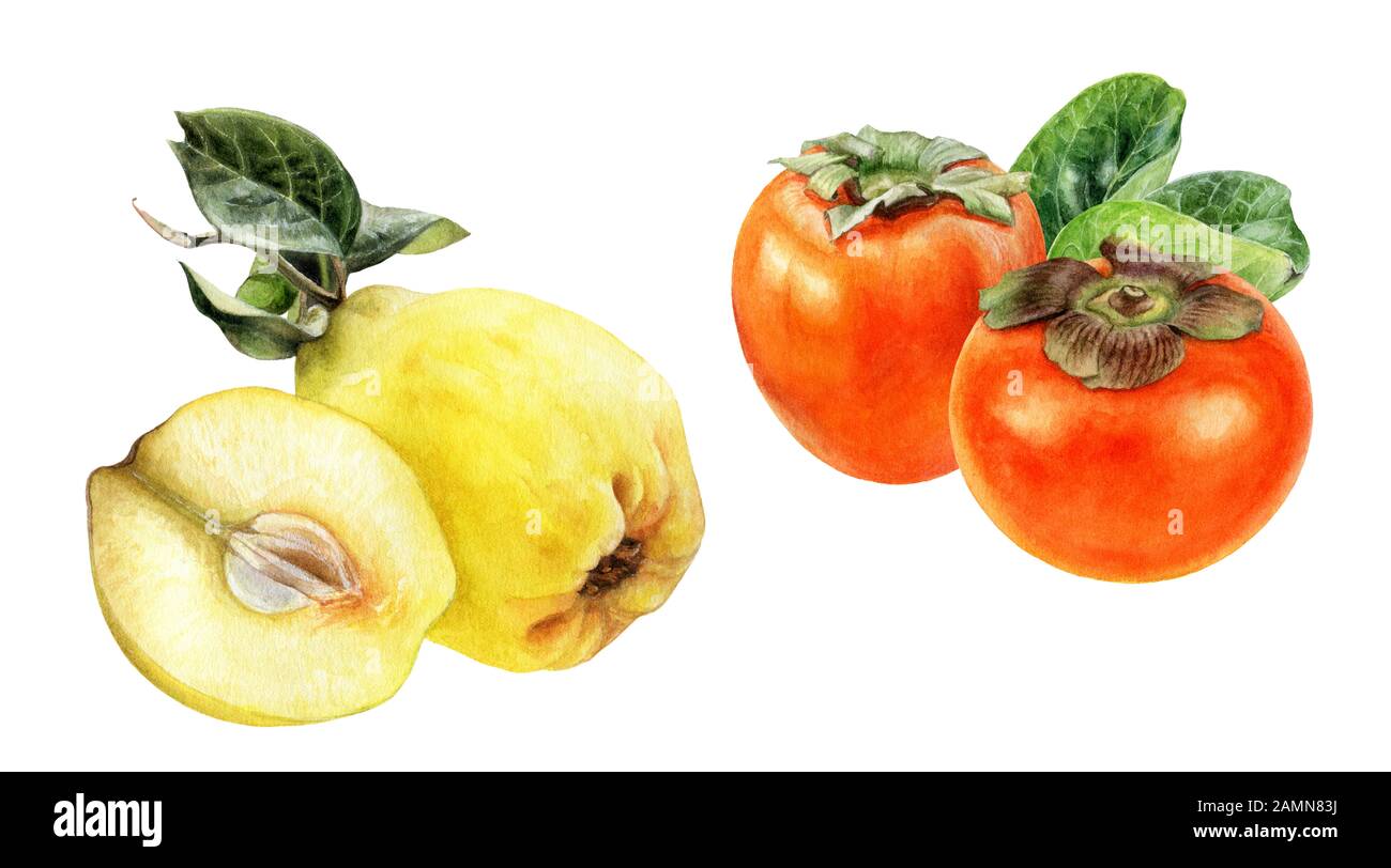 Айва и хурма разница. Хурма сорт ромашка. Айва фрукт. В кодировке айва хурма. В кодировке айва хурма.