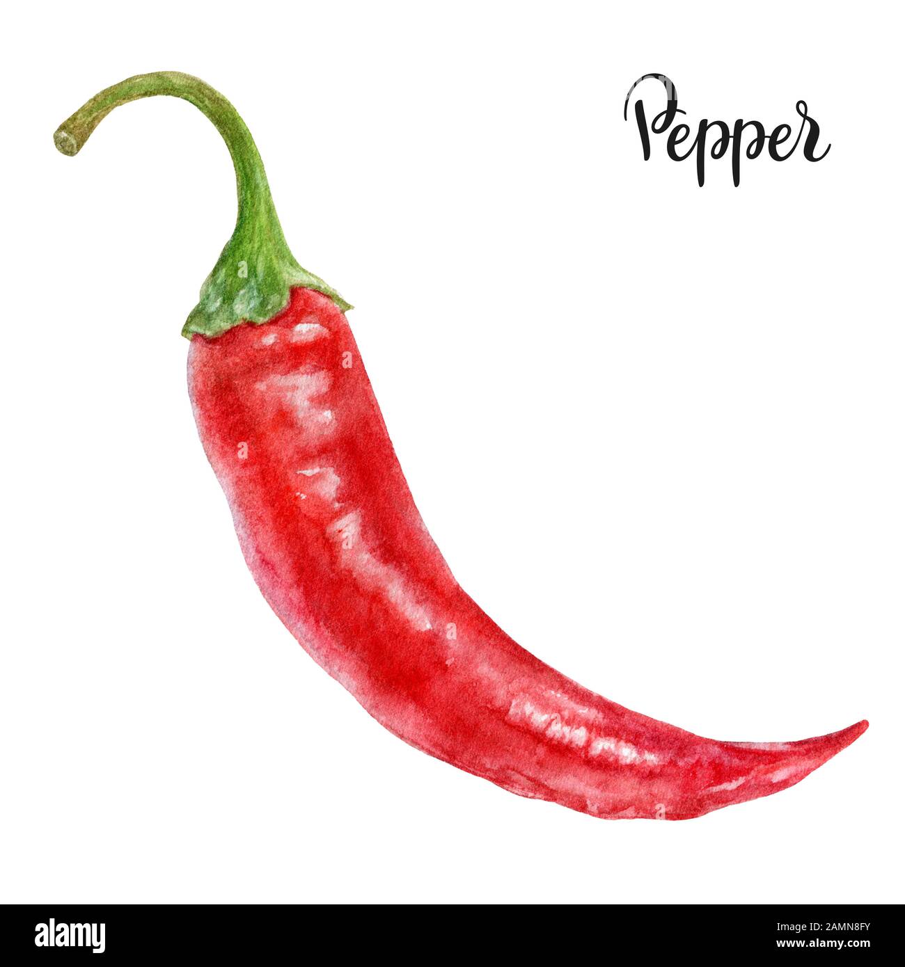 Chili pepper drawing hires stock photography and images Alamy