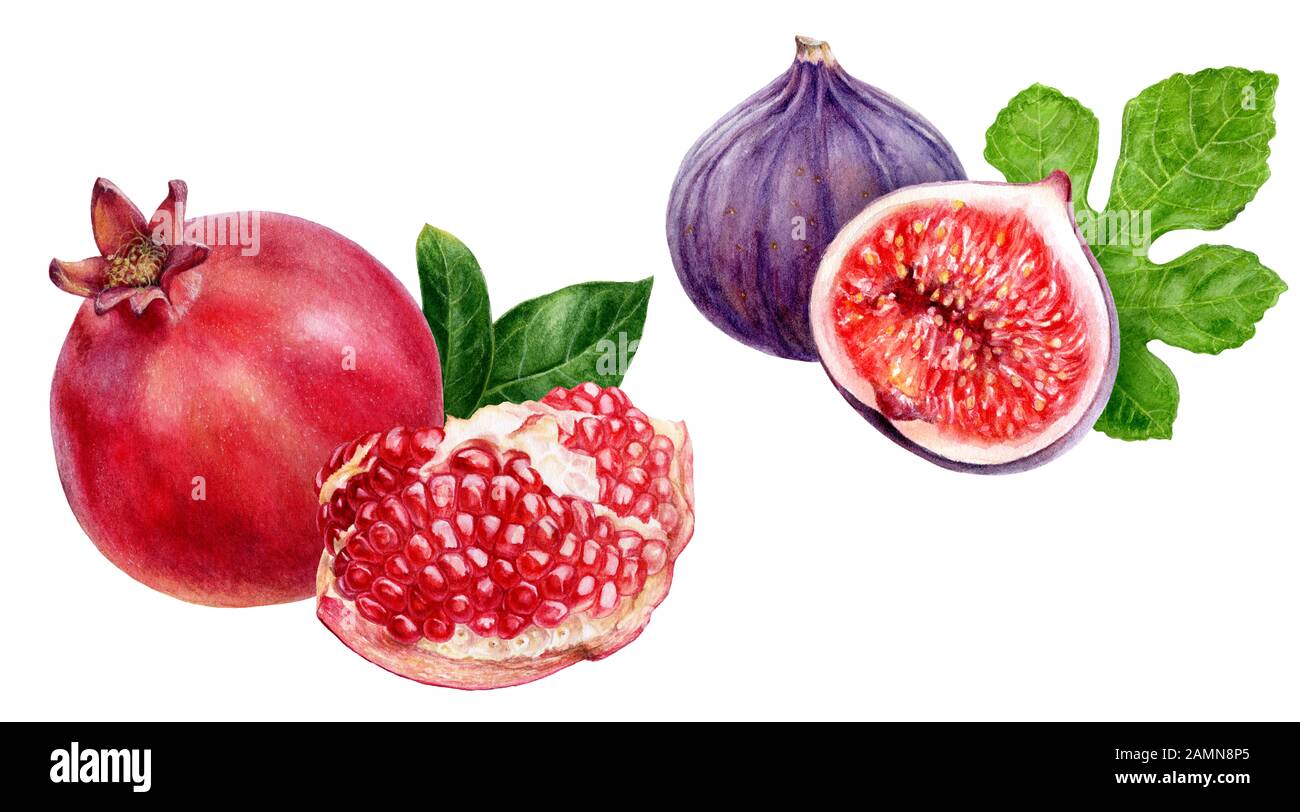 Pomegranate fig composition watercolor isolated on white background ...