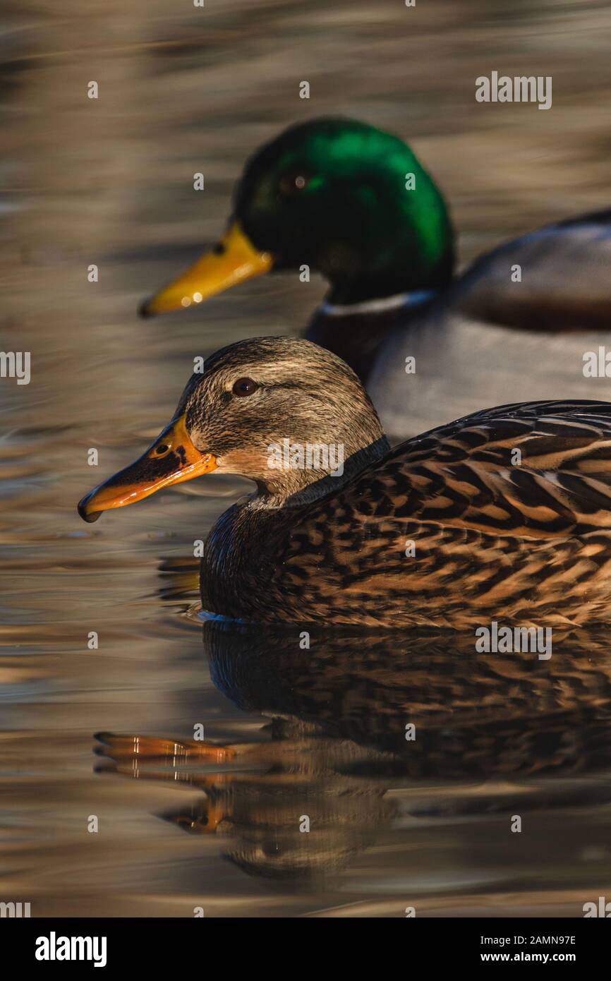 female duck staring swimming in water staring at camera with male duck swimming in background Stock Photo