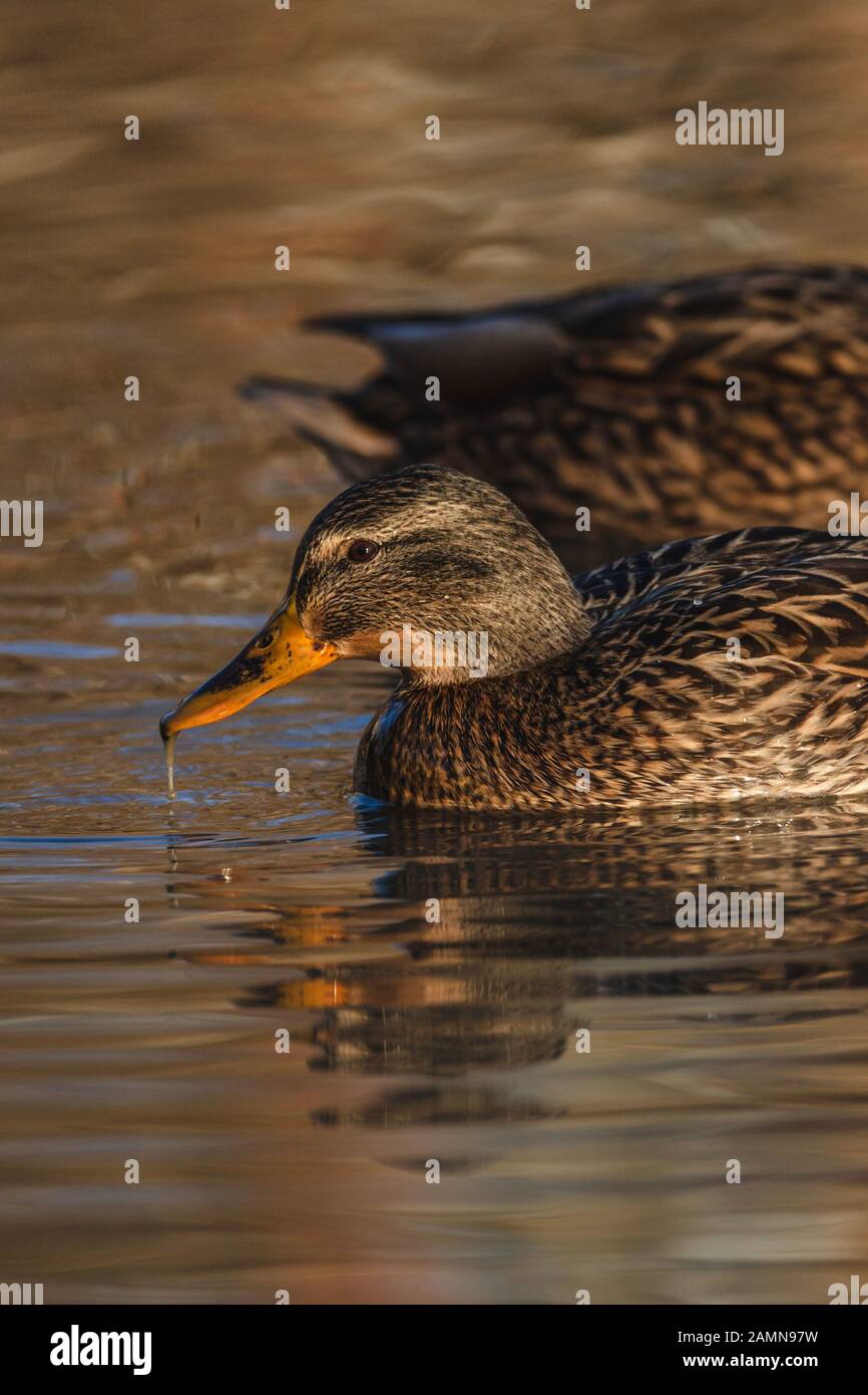 Female duck swimming in water staring at camera with female duck behind Stock Photo