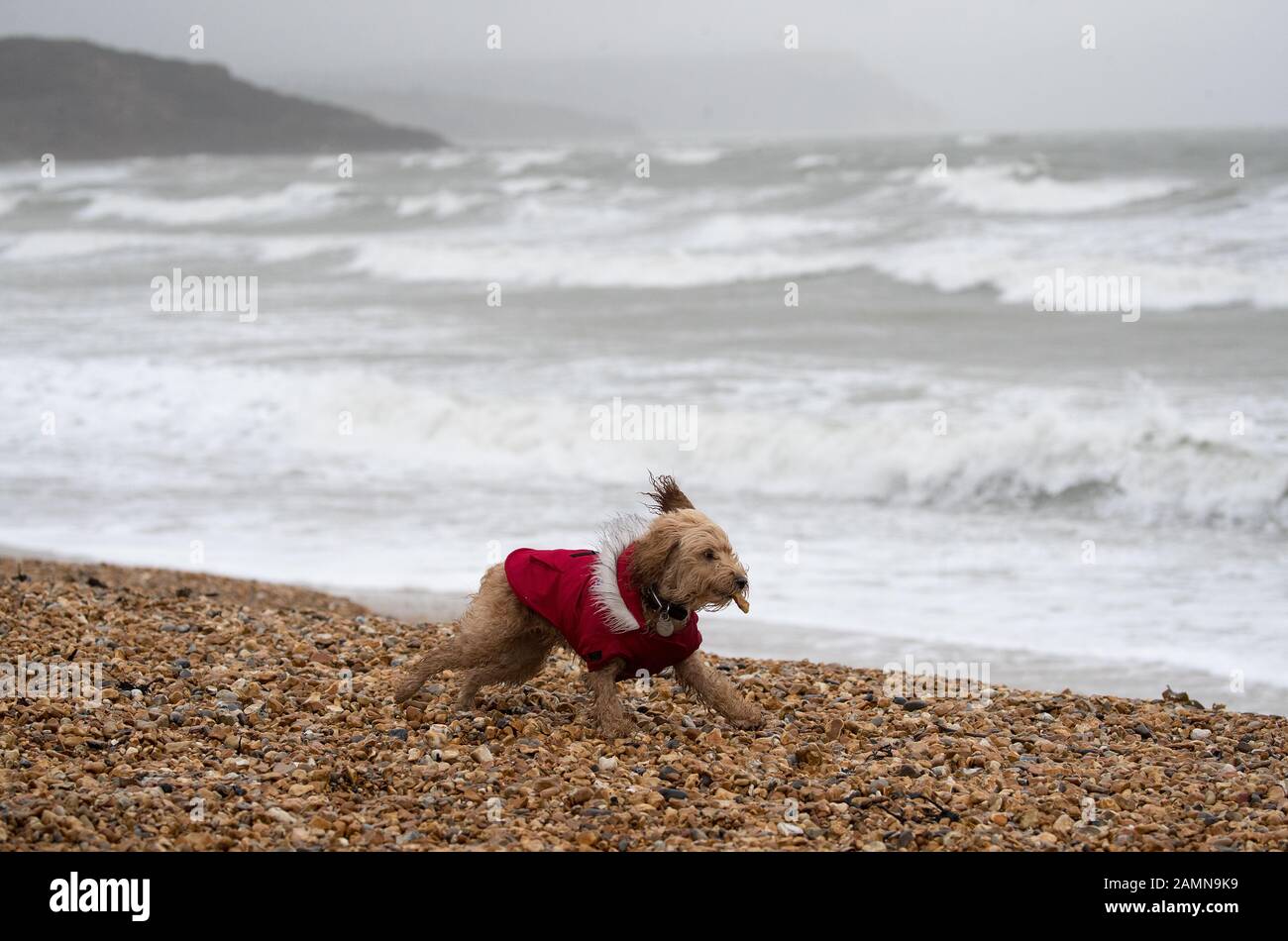 A dog runs along Preston beach near Weymouth in Dorset. Stock Photo