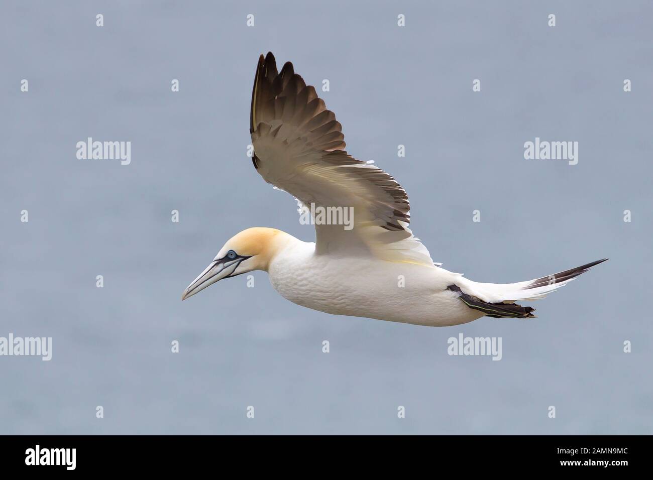 Close up of UK northern gannet seabird (Morus bassanus) isolated in midair flight. Coastal gannet flying free gliding in the air, sea water background. Stock Photo