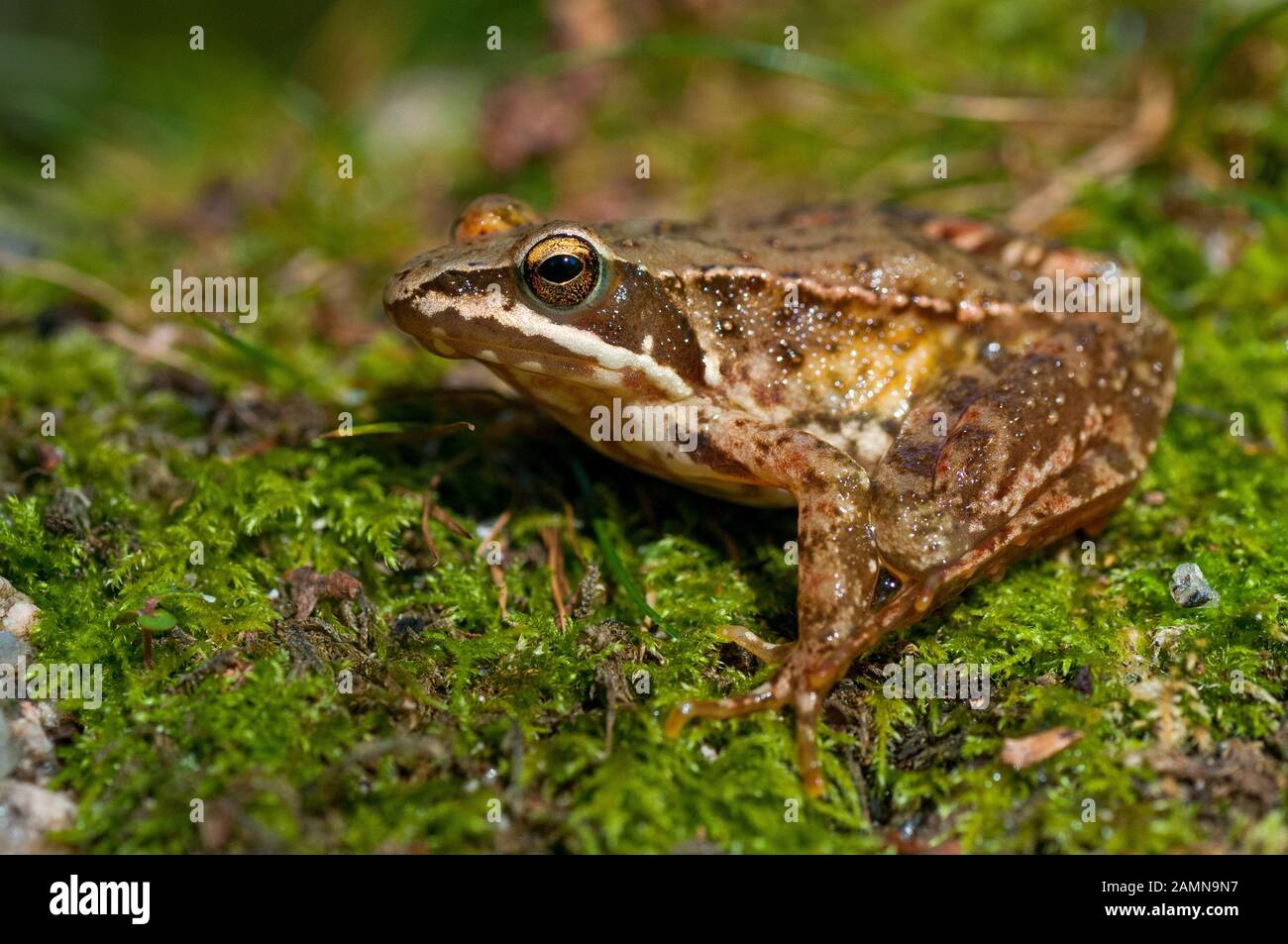 Iberian Frog Stock Photo