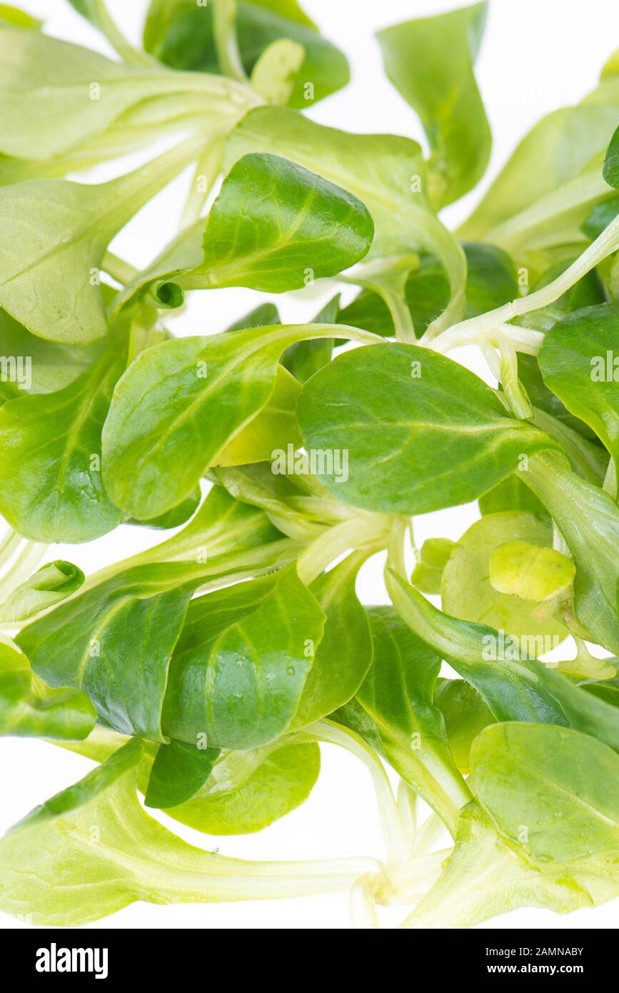 Fresh lambs lettuce isolated on a white background Stock Photo Alamy