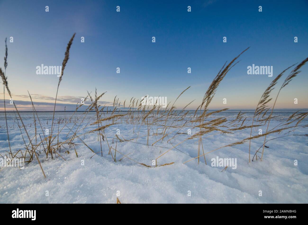 Grass on the winter coast of the sea Stock Photo