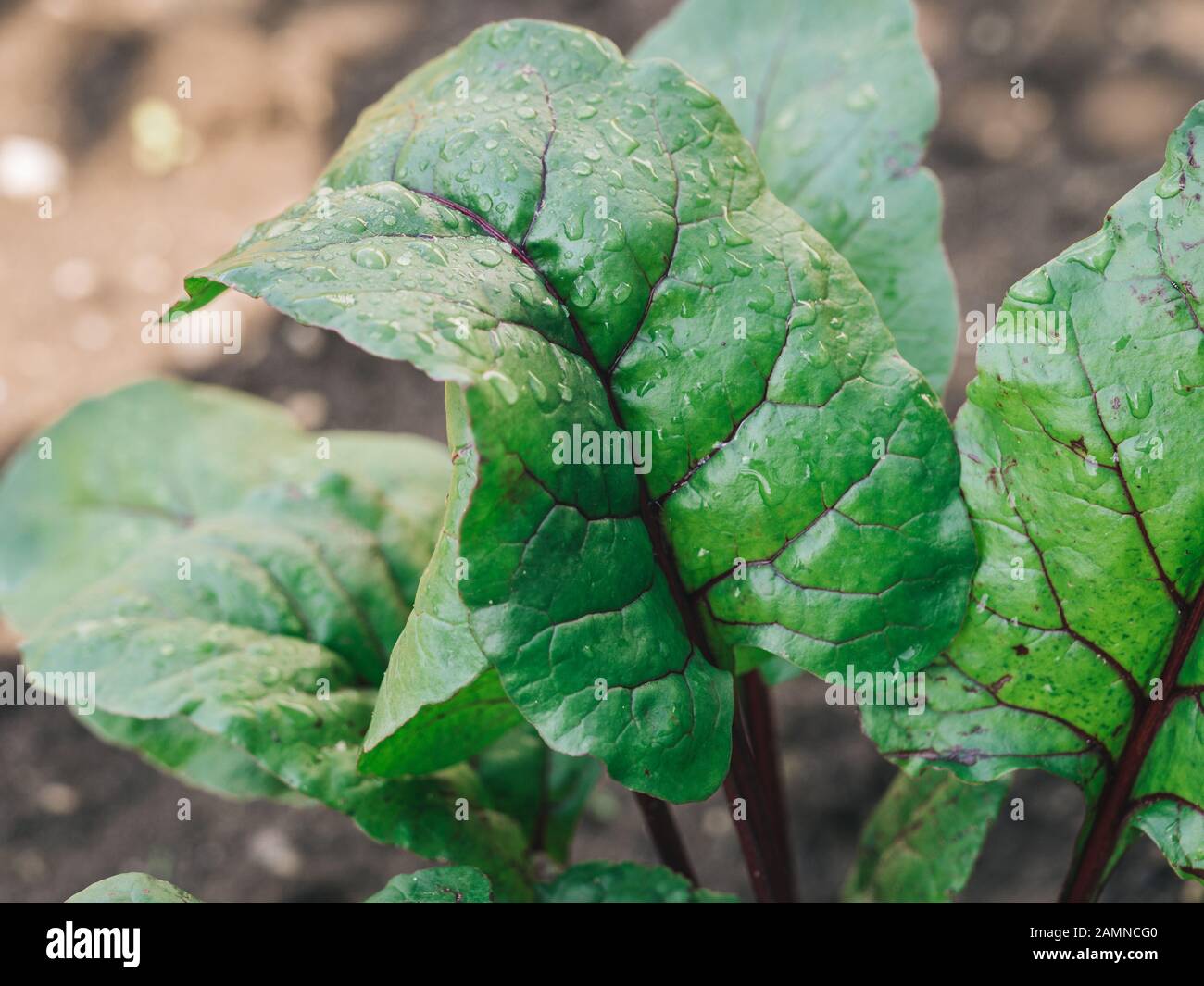 Organic Beet Grown in Garden. Beet or chard leaves in garden, natural daylight. Copy space for text. Organic vegetables, vegan, vegetable market concept. Stock Photo