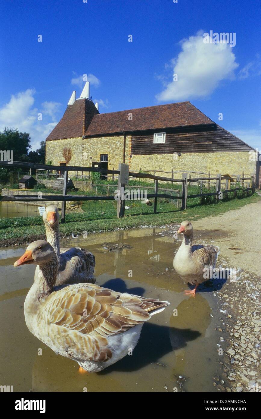 Geese at Kent Life - Heritage Farm Park, Maidstone, Kent, England, UK Stock Photo