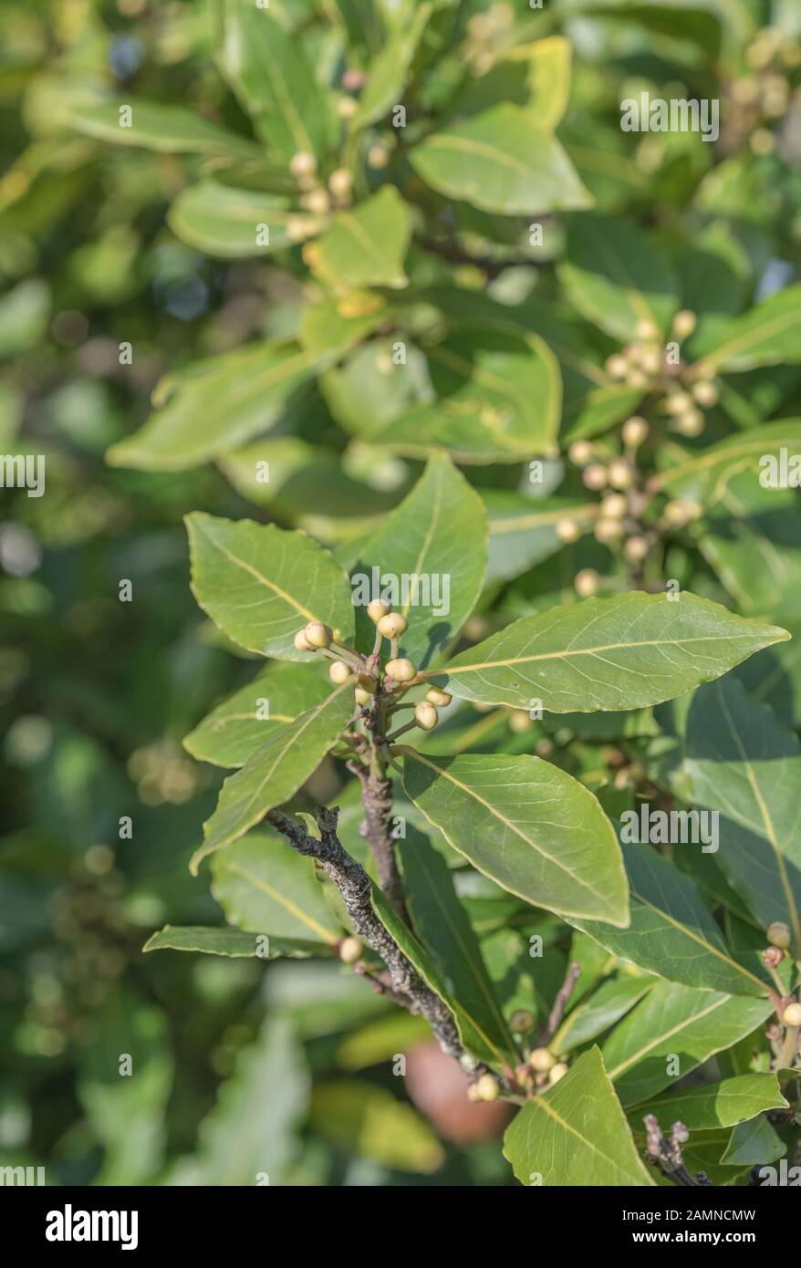 Leaves used as flavouring hires stock photography and images Alamy