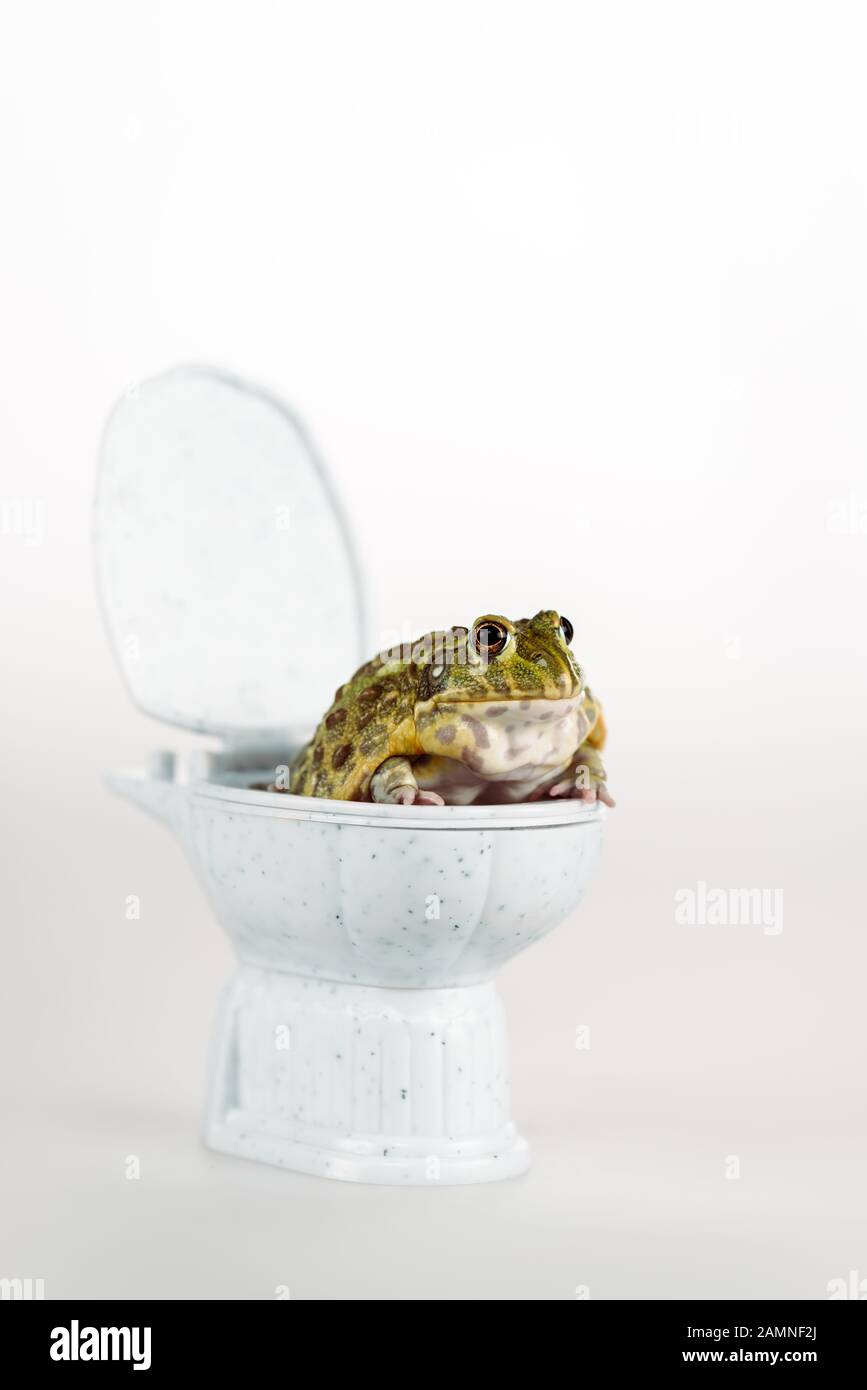 funny green frog on small toilet bowl isolated on white Stock Photo Alamy