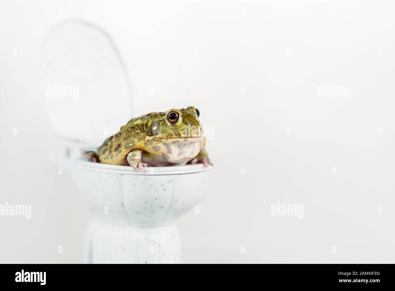 funny green frog on small toilet bowl isolated on white Stock Photo Alamy