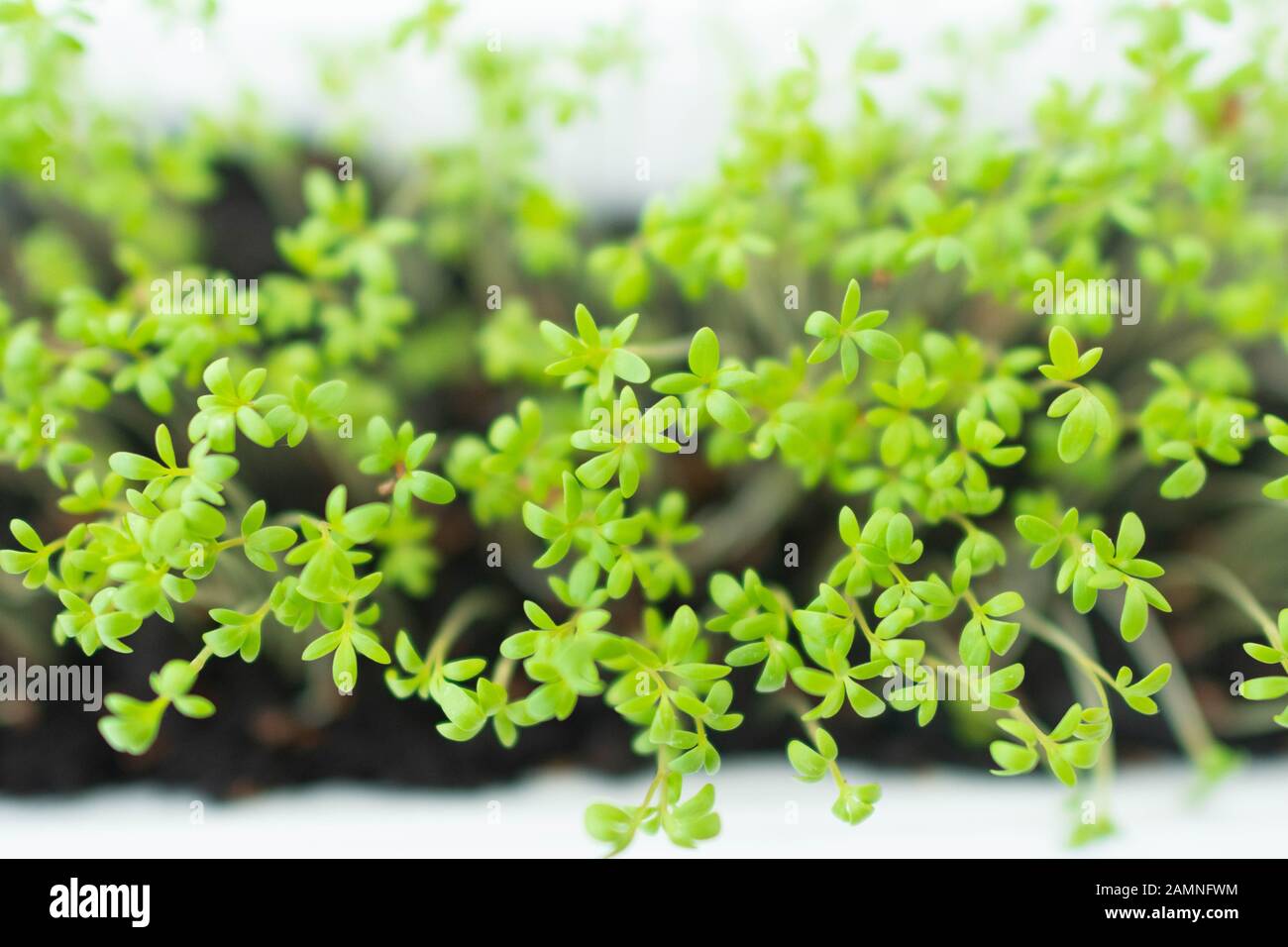 microgreens Stock Photo