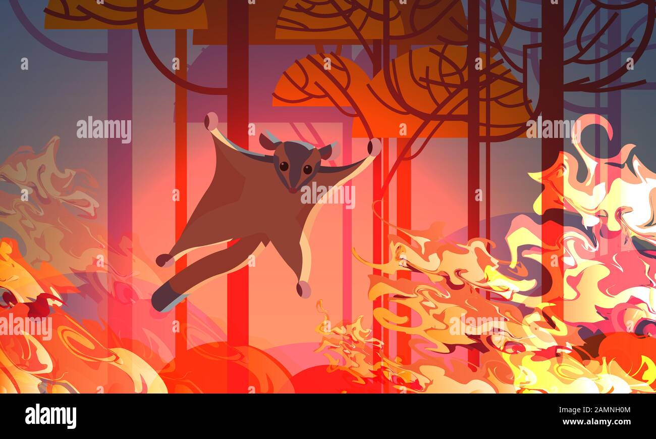 sugar glider escaping from fires in australia animals dying in wildfire