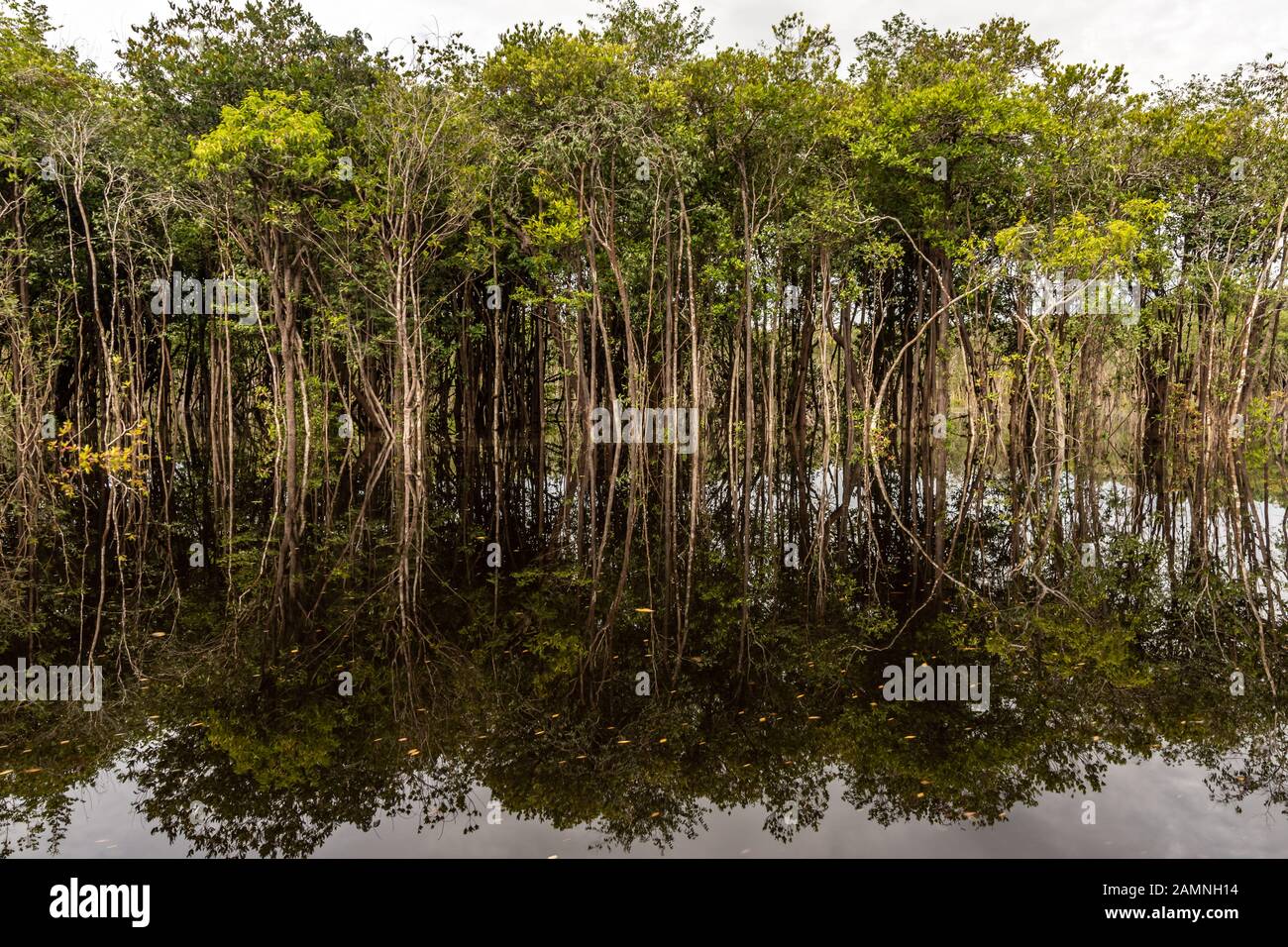 Amazonian Landscape at 