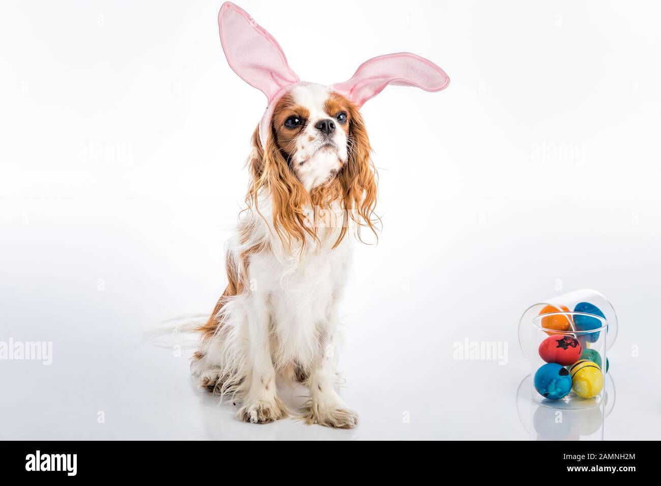 Cute puppy with bunny ears big eyes with colored Easter eggs Stock Photo