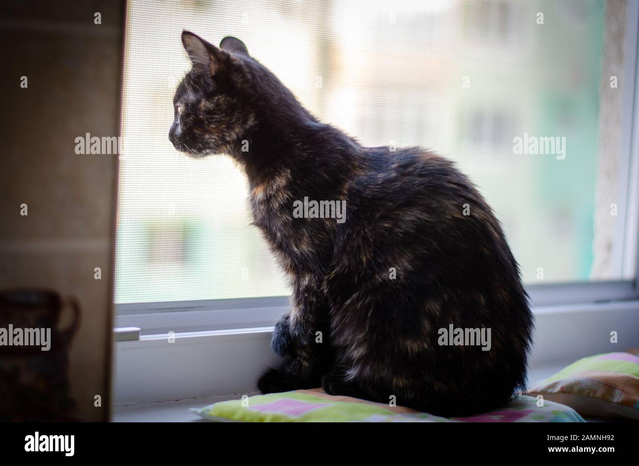 Tortie kitten sitting at window watching closely Stock Photo