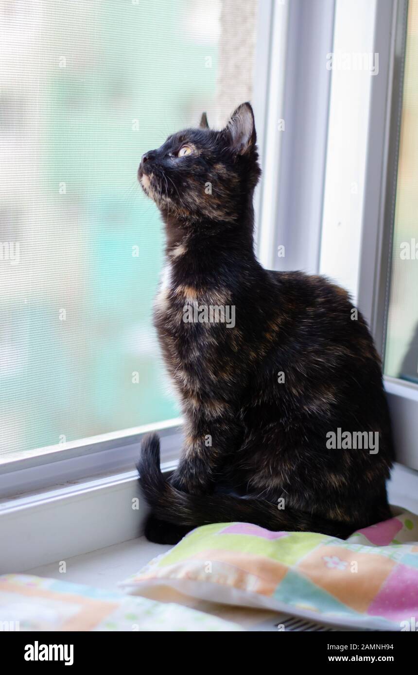 Tortie kitten with long neck watching after birds Stock Photo
