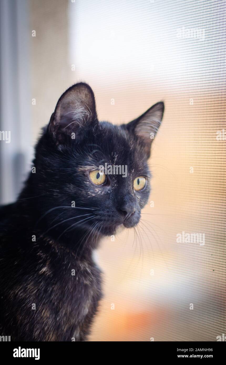 Tortie kitten with yellow eyes paying attention to humans passing by Stock Photo