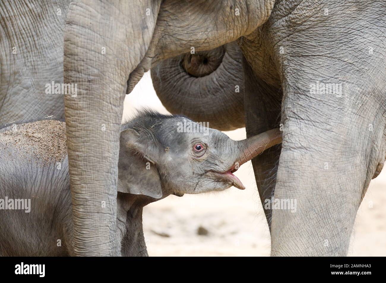 Leipzig Germany 14th Jan 2020 The Bull Elephant Born On 11 January Stands Between His Mother Rani L And His Aunt Don Chung In The Elephant House At Leipzig Zoo After Several