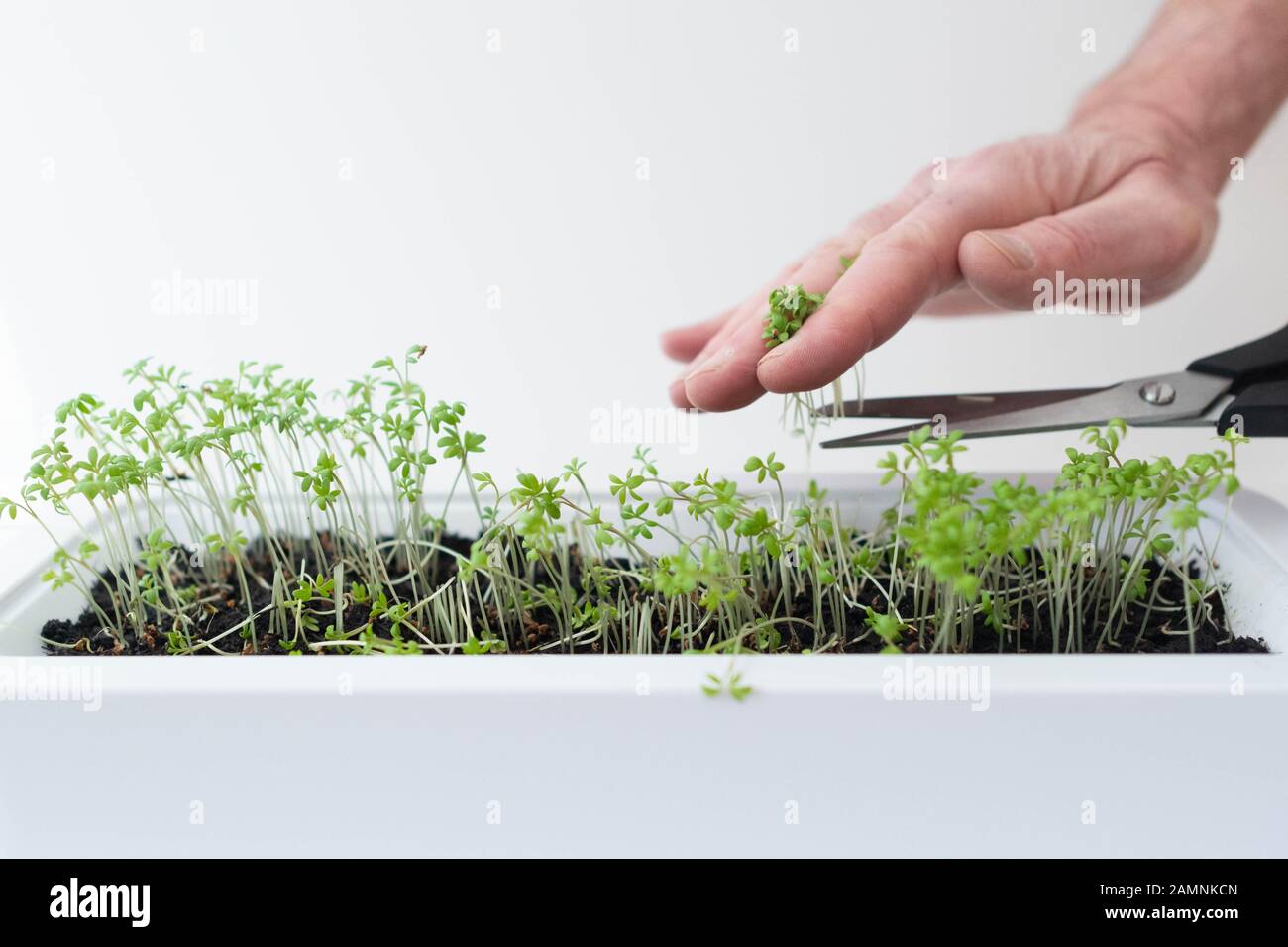 Small black scissor for cutting and harvesting sprouts and microgreens