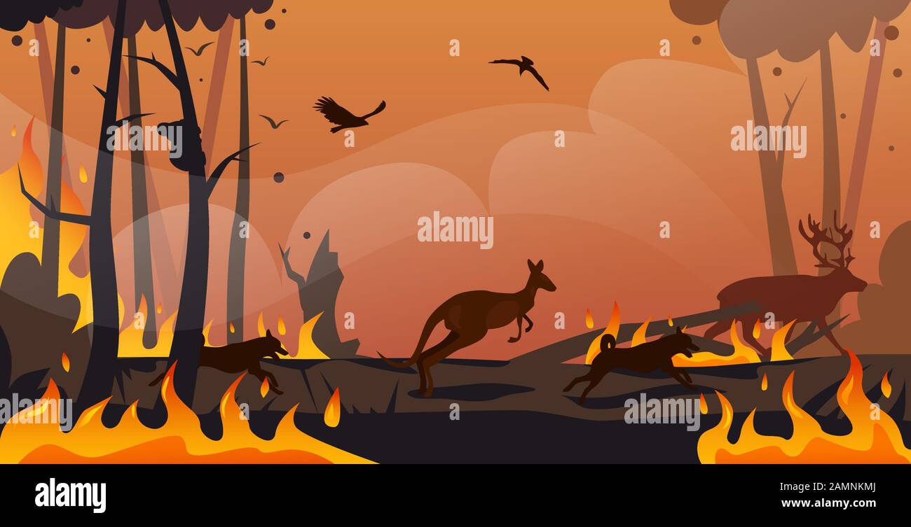 australian animals silhouettes running from forest fires in australia wildfire bushfire burning trees natural disaster concept intense orange flames horizontal vector illustration Stock Vector Image & Art - Alamy australian animals silhouettes running from forest fires in australia wildfire bushfire burning trees natural disaster concept intense orange flames horizontal vector illustration Stock Vector Image & Art - Alamy