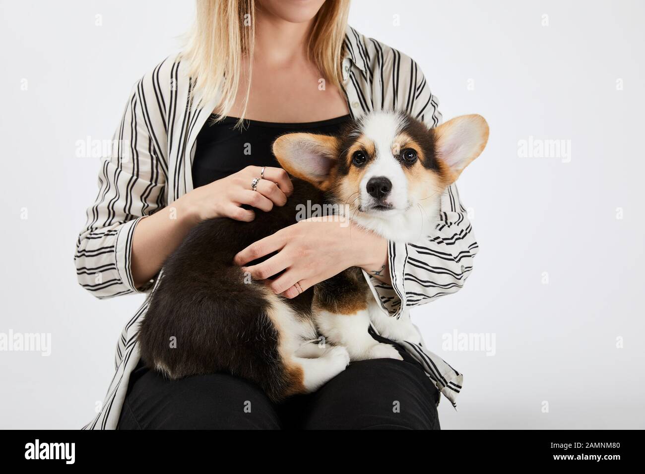 cropped view of blonde girl holding welsh corgi puppy isolated on