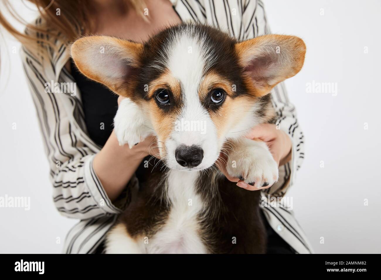 blonde corgi
