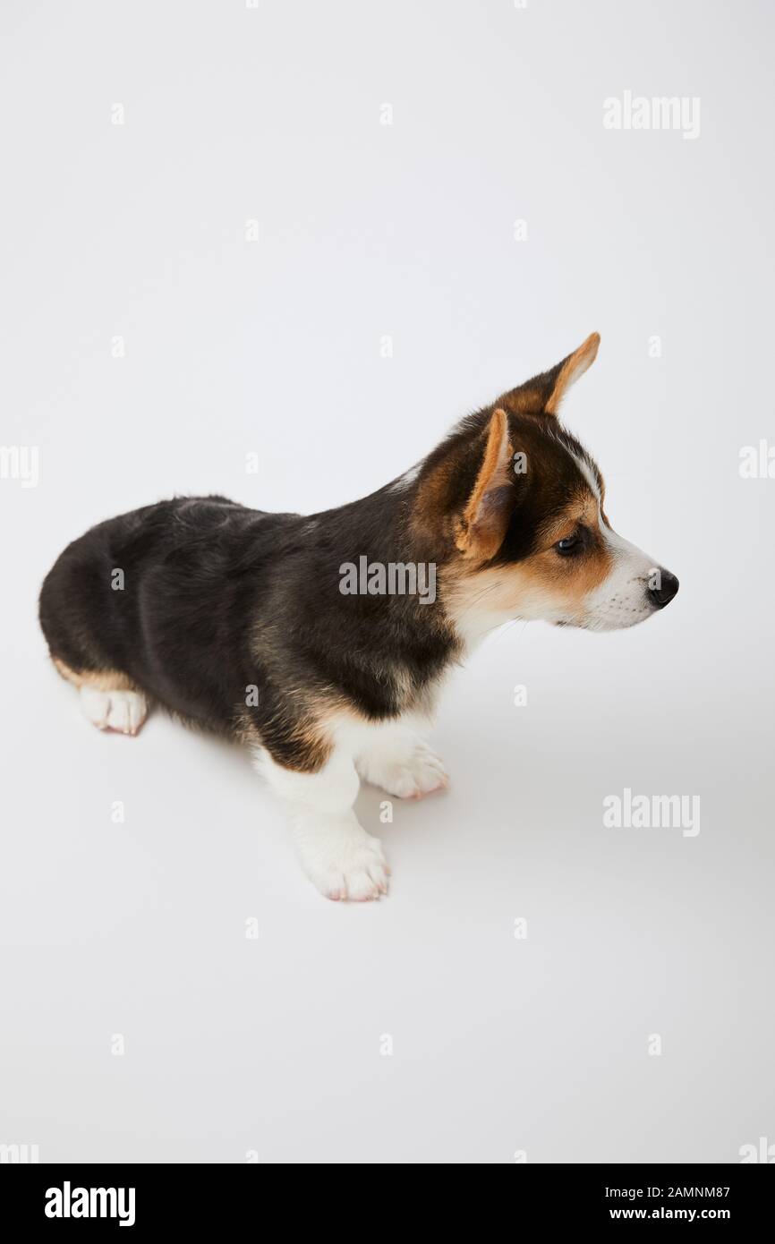 cute welsh corgi puppy on white background Stock Photo - Alamy