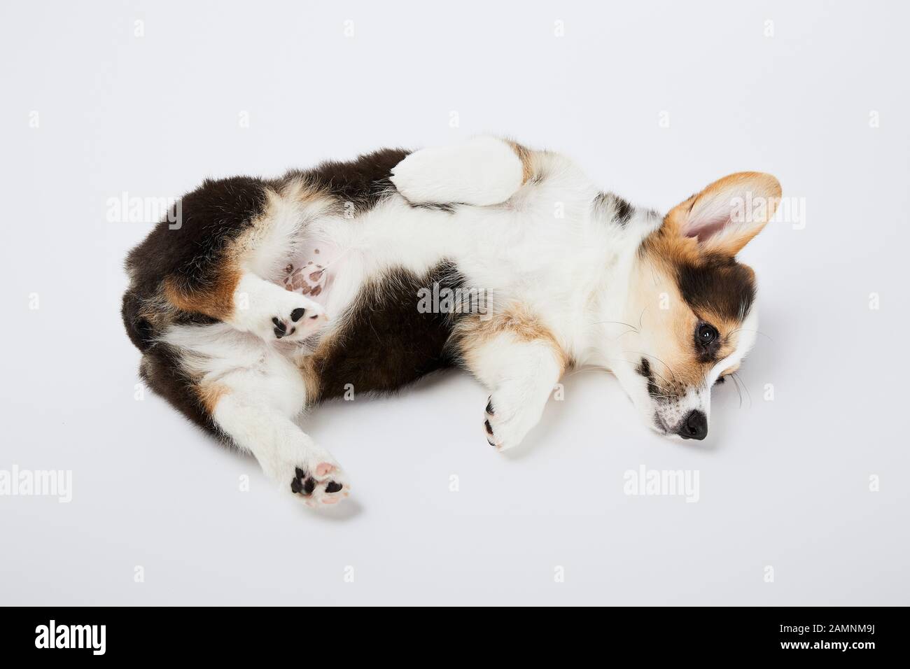 Cute Welsh Corgi Puppy Lying On White Background Stock Photo