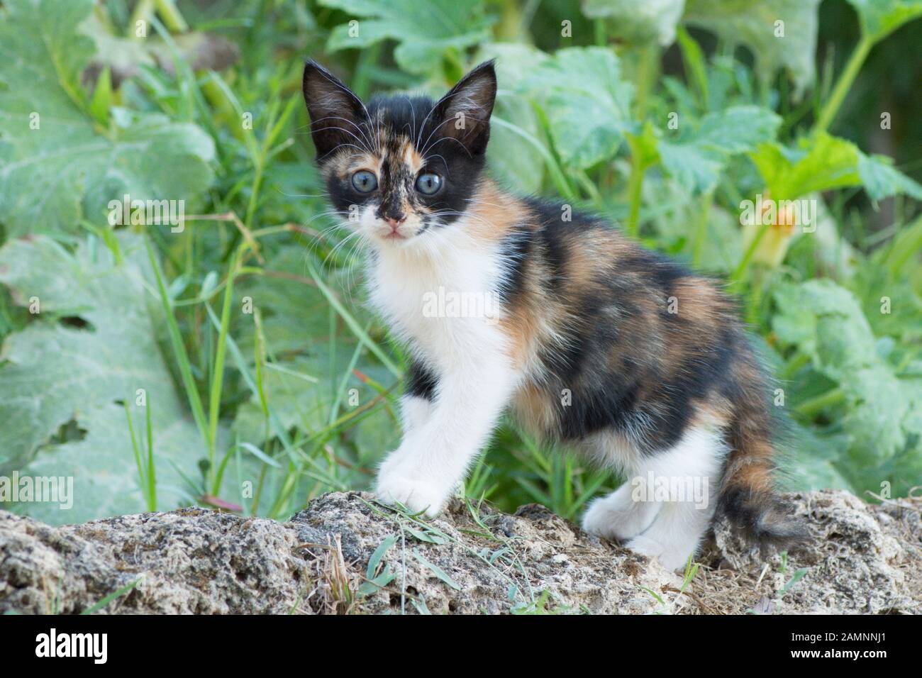 Kitten standing in front of a vegetable patch in Thassos, Greece Stock Photo