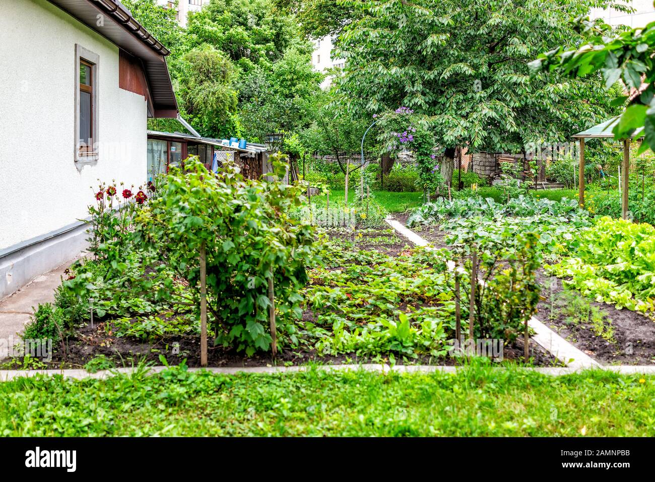 Rural country house home farm cottage dacha in Eastern Europe with wall and vegetables in garden Stock Photo
