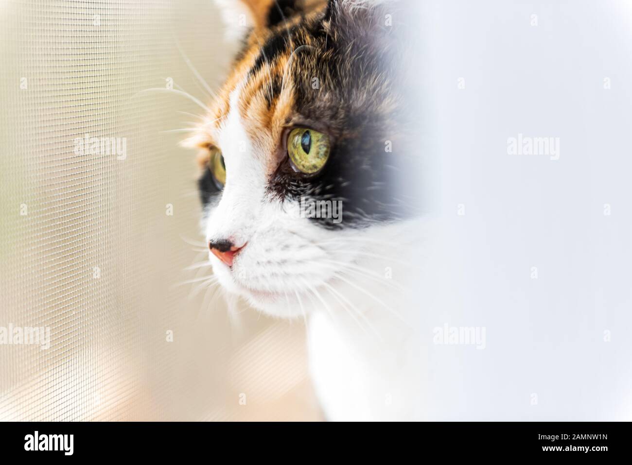 Female cute curious calico cat closeup of face eyes sitting on windowsill window sill looking staring behind curtains blinds outside Stock Photo