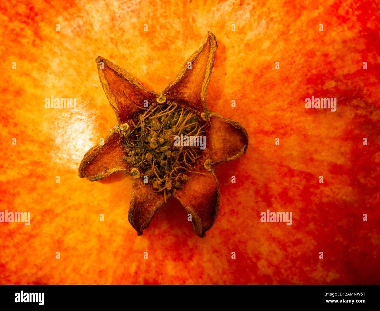 Close up of a pomegranate fruit stalk. Natural texture in vivid shades of red and orange. Stock Photo
