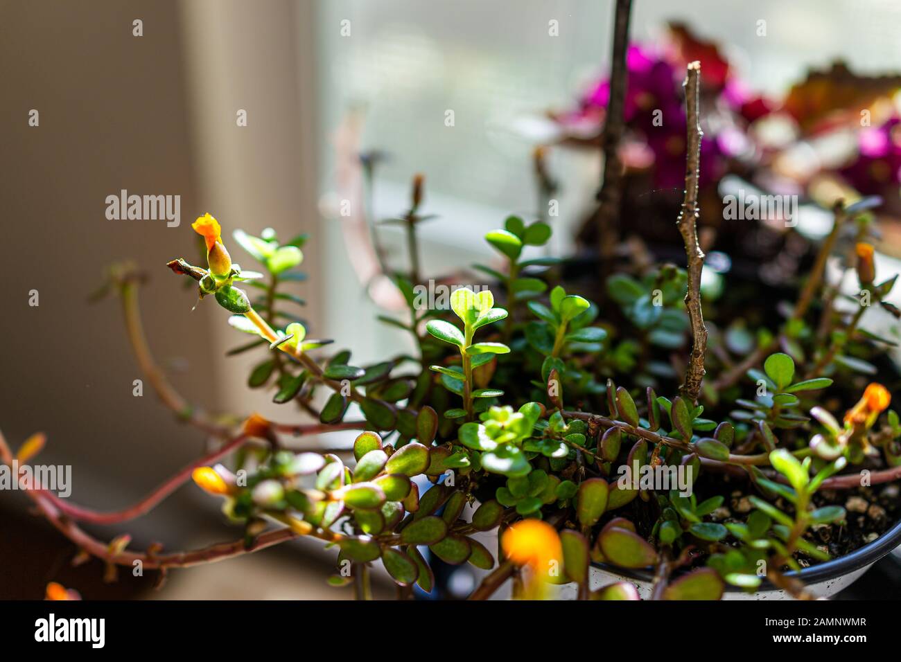 Macro closeup of green and yellow flower purslane plant in pot flowerpot indoor interior inside home decoration gardening showing texture Stock Photo