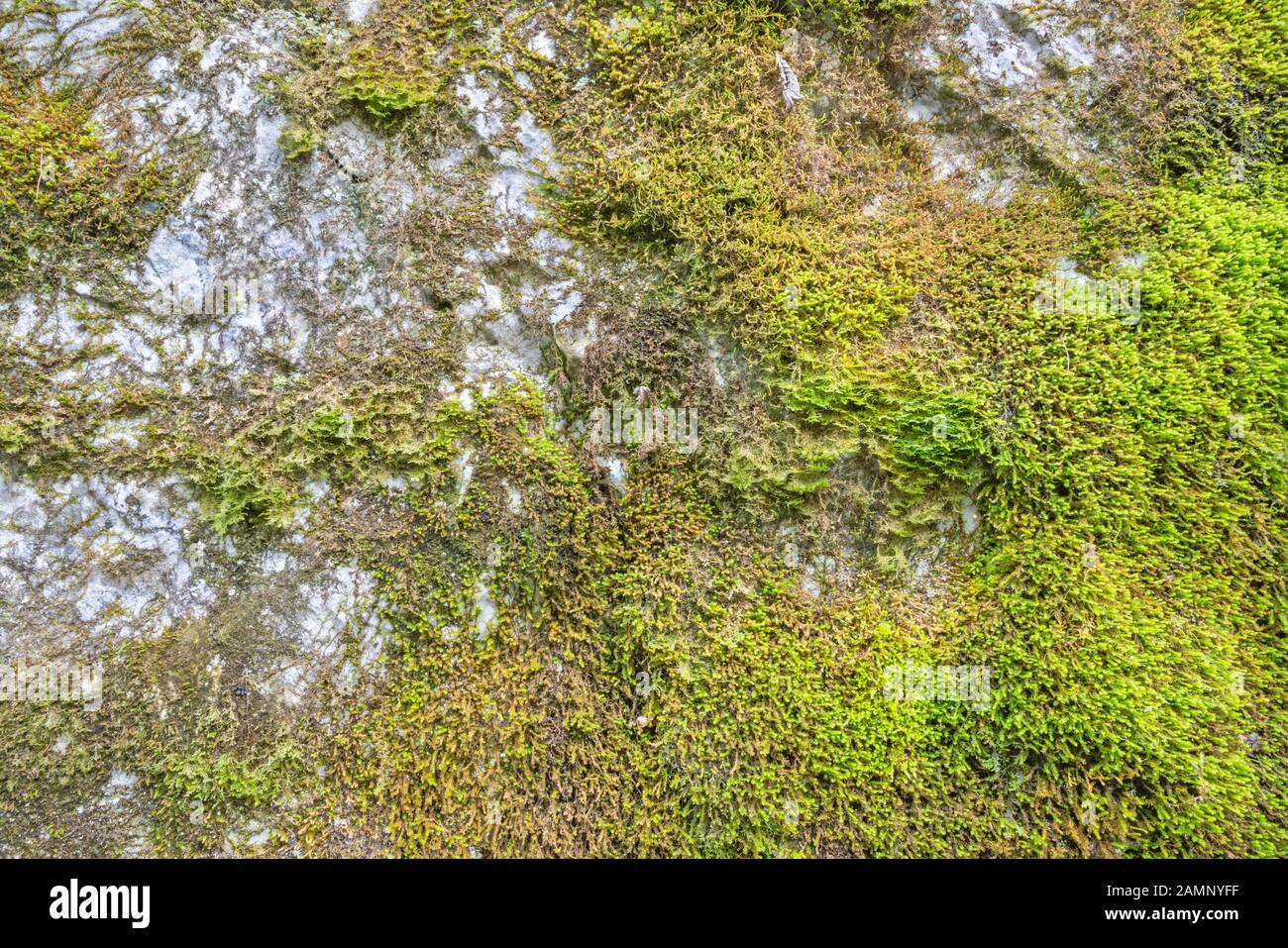 The moos on the calcite rock Stock Photo - Alamy