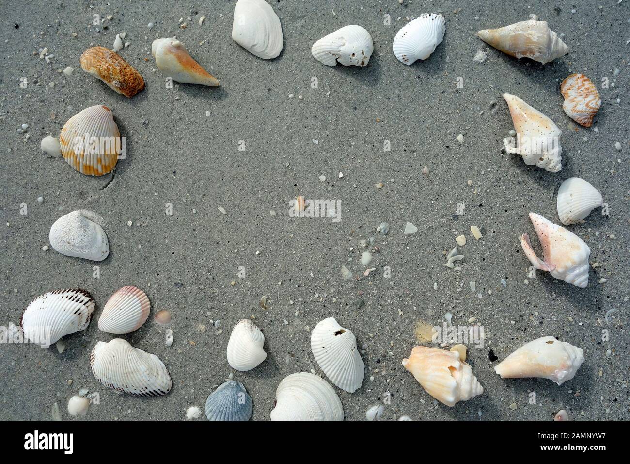 Seashells on Boca Grande beach, Florida, USA Stock Photo