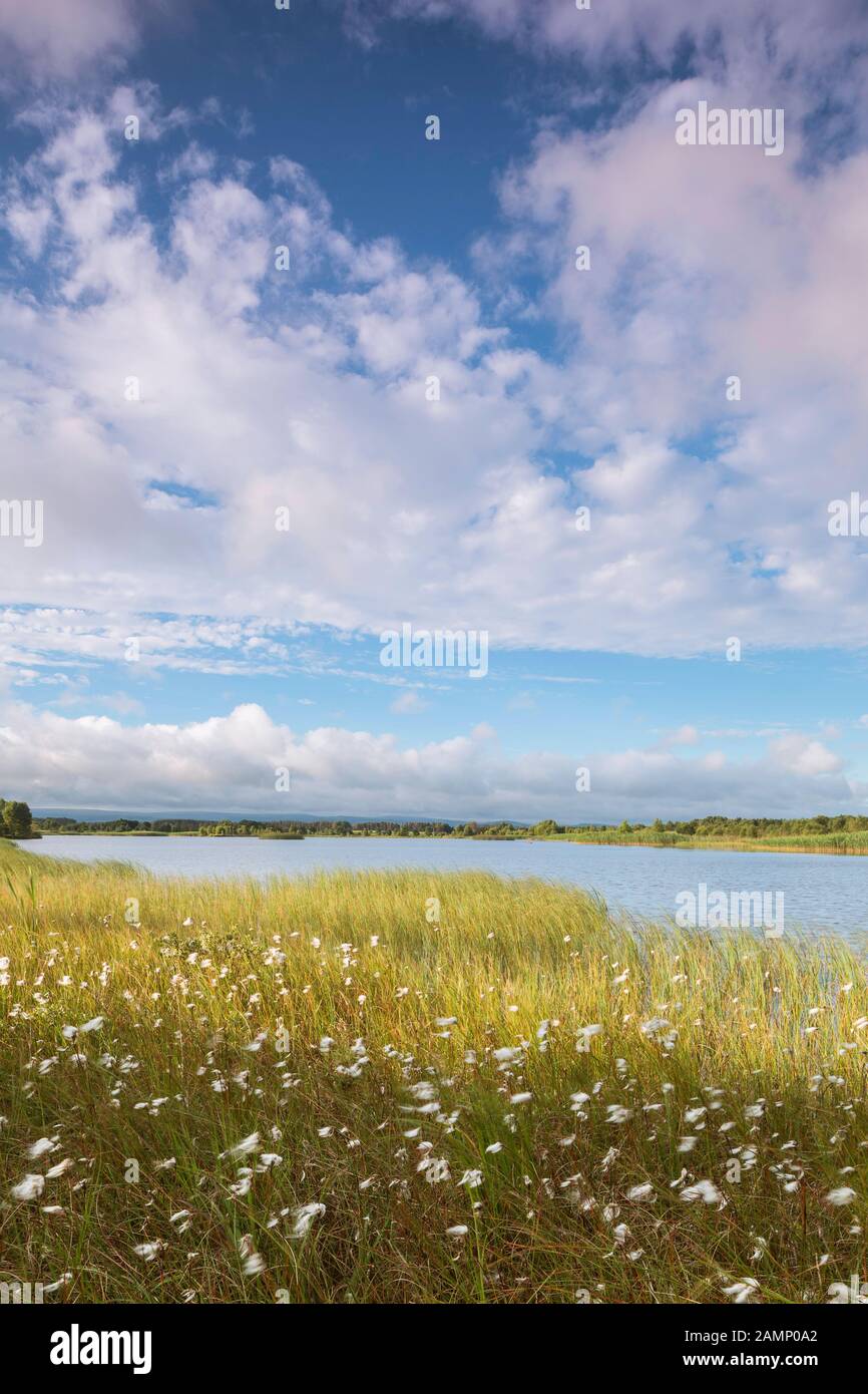 Early July morning at Lough Boora Discovery Park, Offaly, Ireland. Stock Photo