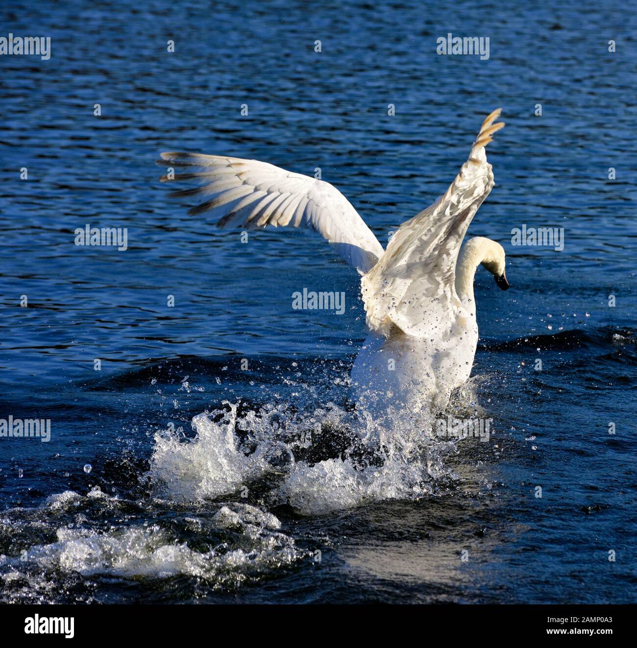 Mute swans chasing across the water showing aggression,Swans bridge, west hallam,Ilkeston,Nottingham,England,UK Stock Photo