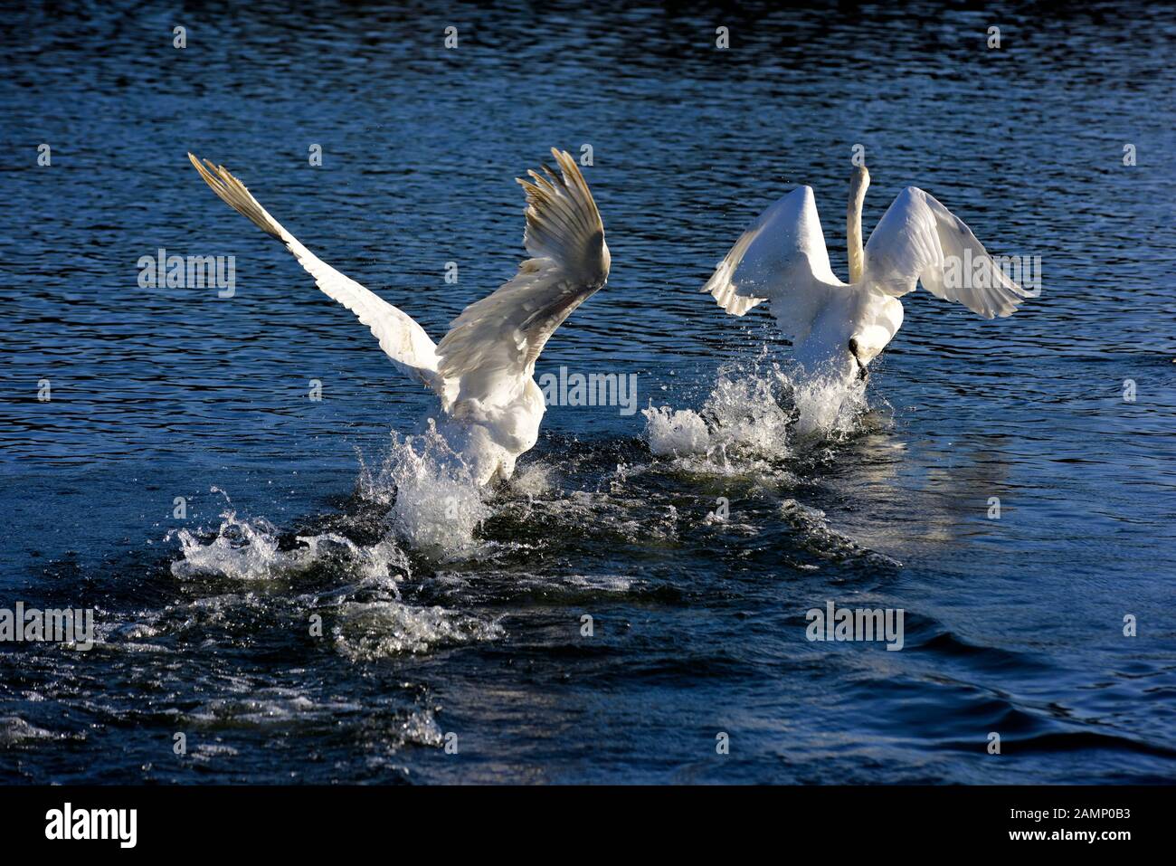 Mute swans chasing across the water showing aggression,Swans bridge, west hallam,Ilkeston,Nottingham,England,UK Stock Photo