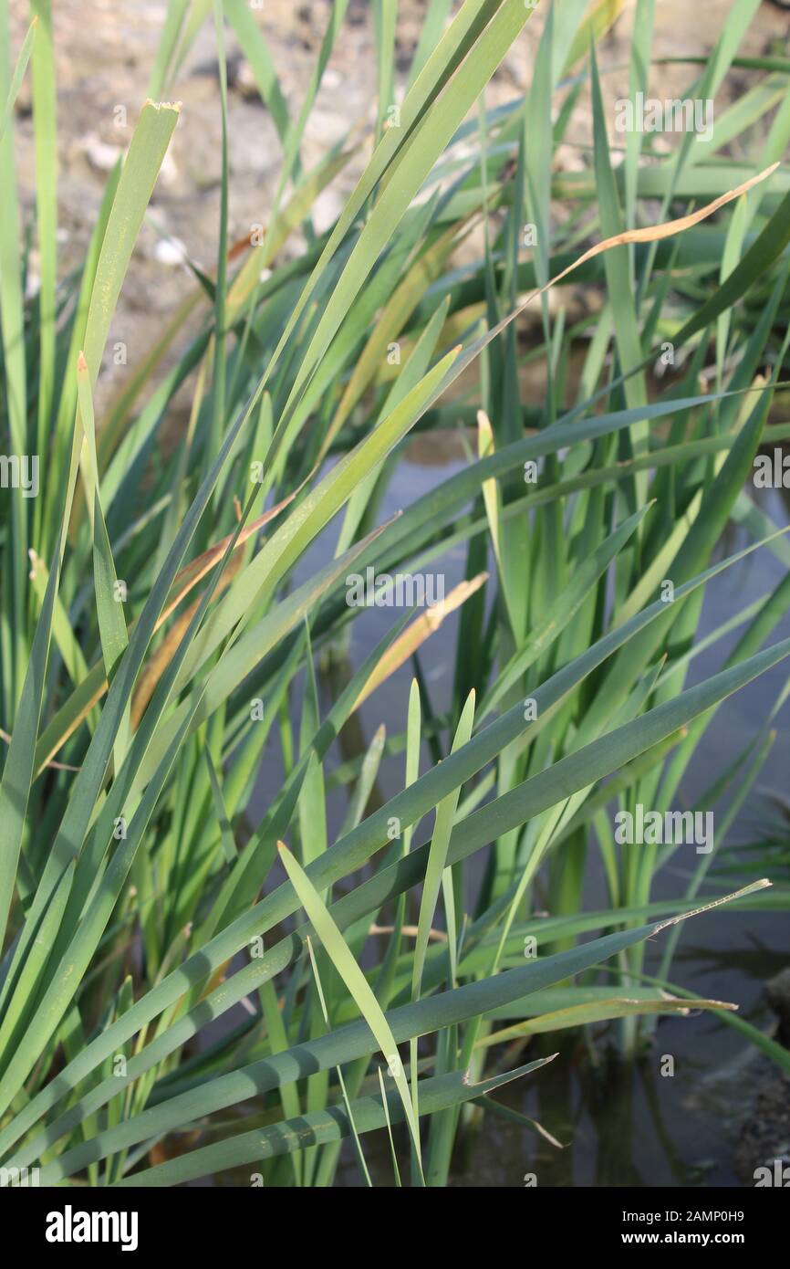 Southern Cattail, Typha Domingensis, is native to scarce riparian areas on Mission Creek Preserve, where the Mojave and Colorado Deserts integrate. Stock Photo