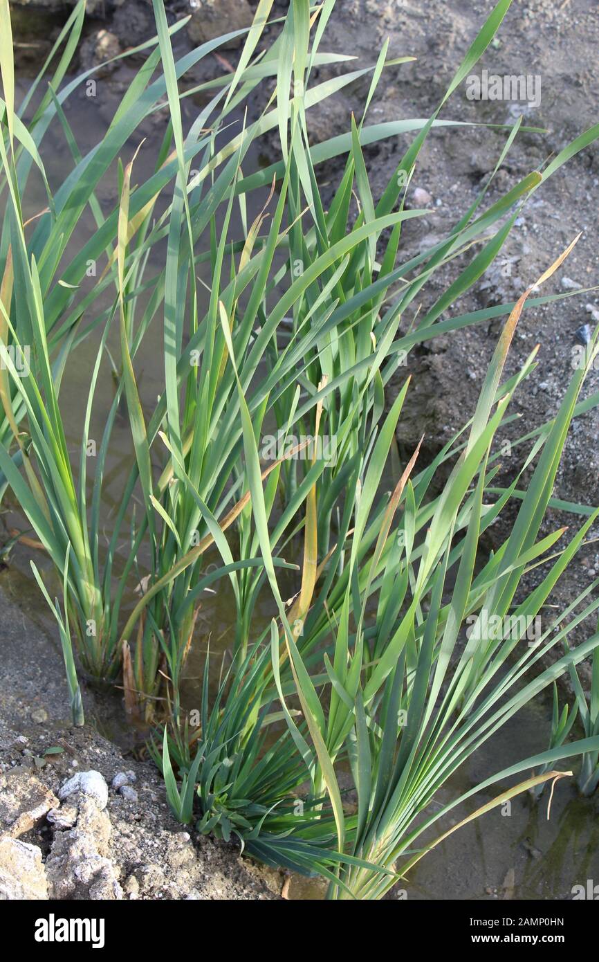 Southern Cattail, Typha Domingensis, is native to scarce riparian areas on Mission Creek Preserve, where the Mojave and Colorado Deserts integrate. Stock Photo