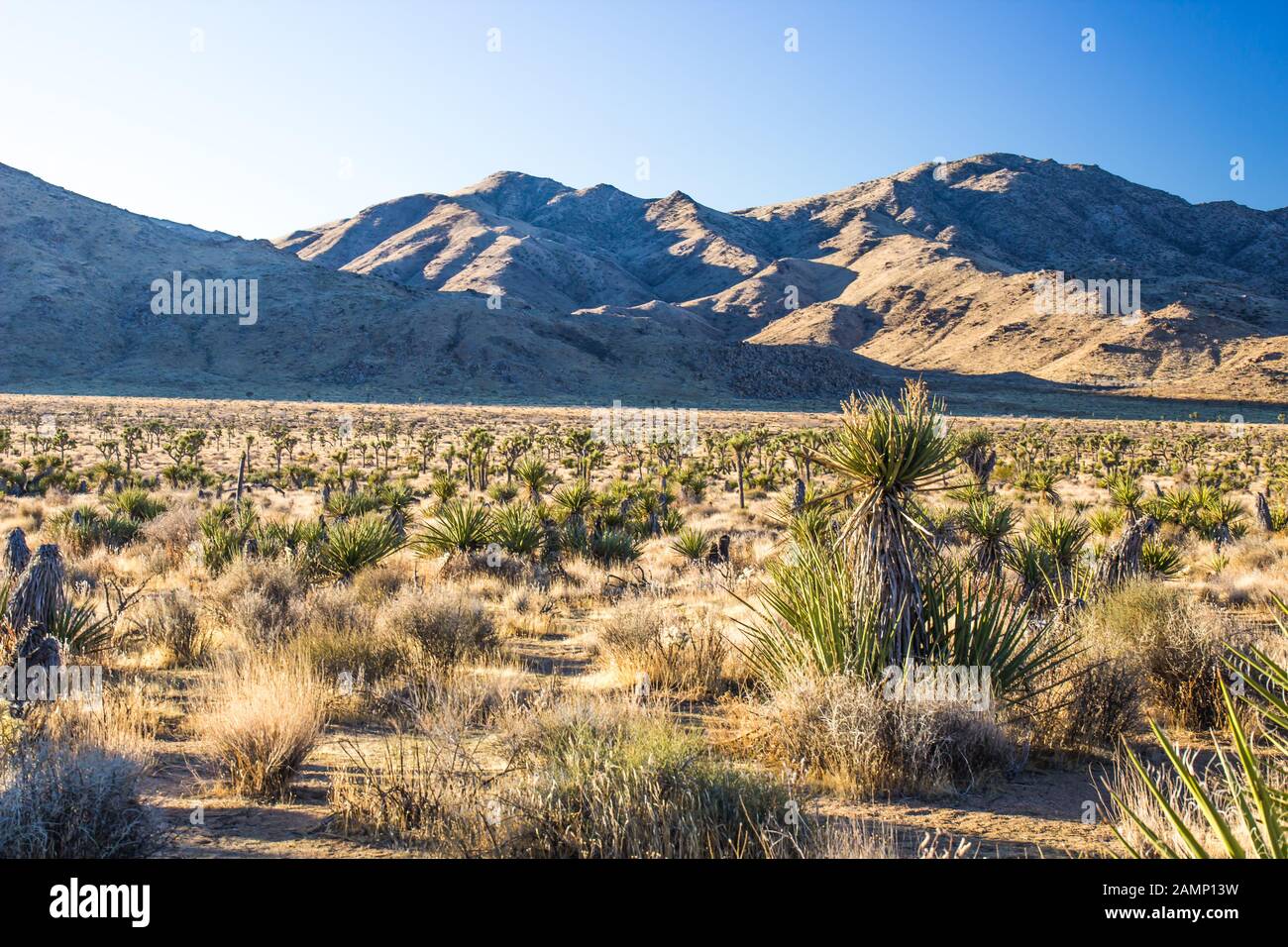 Young Yucca Trees In Valley At Sunrise Stock Photo Alamy