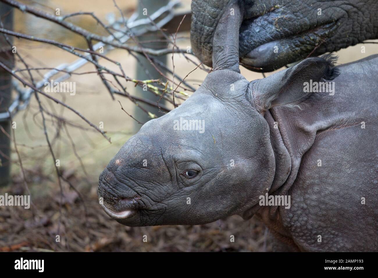 Indian Rhinoceros (Rhinoceros unicornis) CAPTIVE Stock Photo