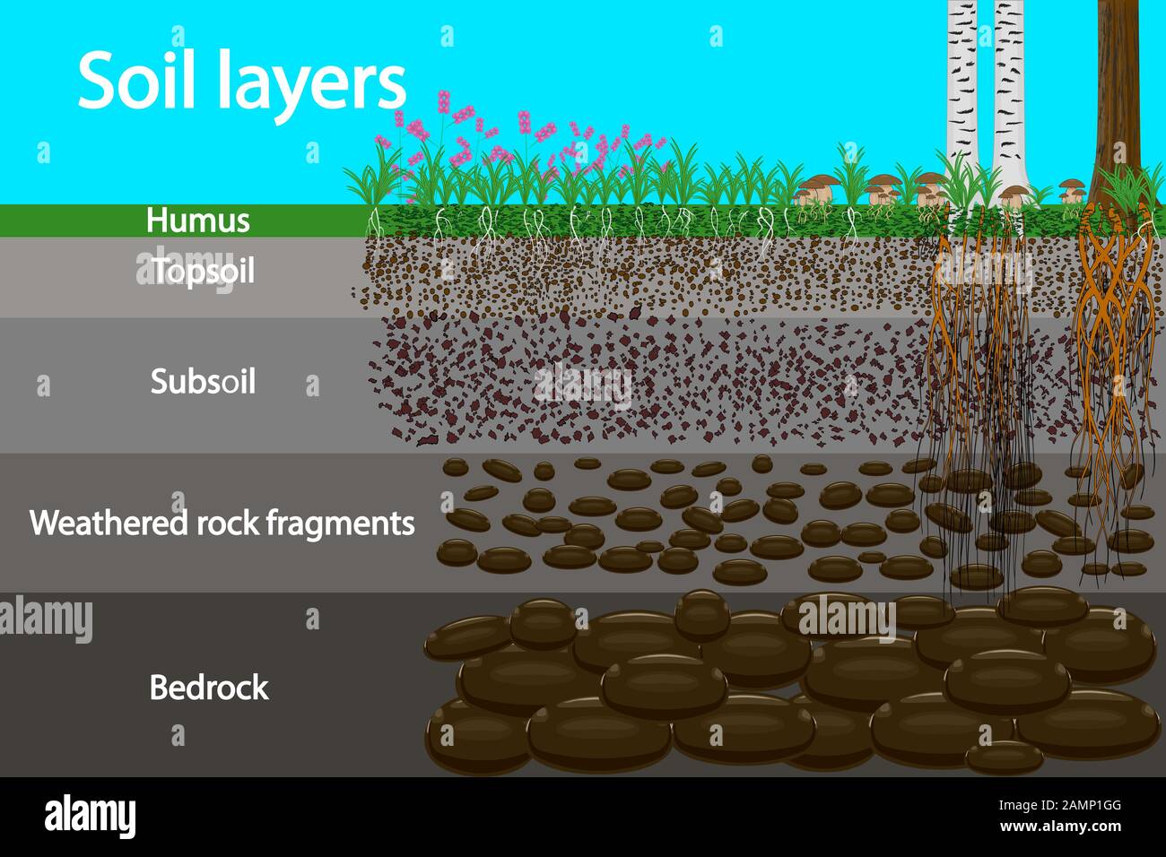 Diagram for layer of soil. Soil layer scheme with plant, earth texture and stones. Cross section of humus and underground soil layers beneath. Vector Stock Vector