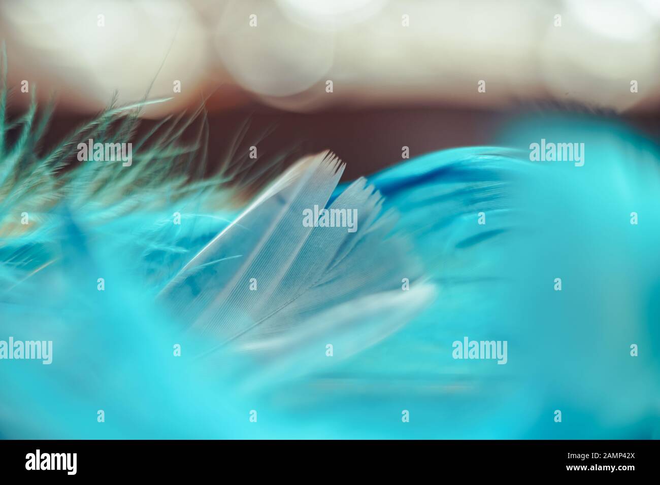 Close up Beautiful blue Bird feather pattern on a bokeh background for ...
