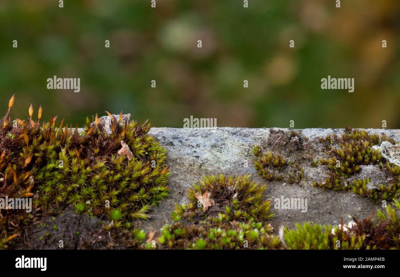 Eroded corrugated asbestos cement sheet, grown with moss Stock Photo