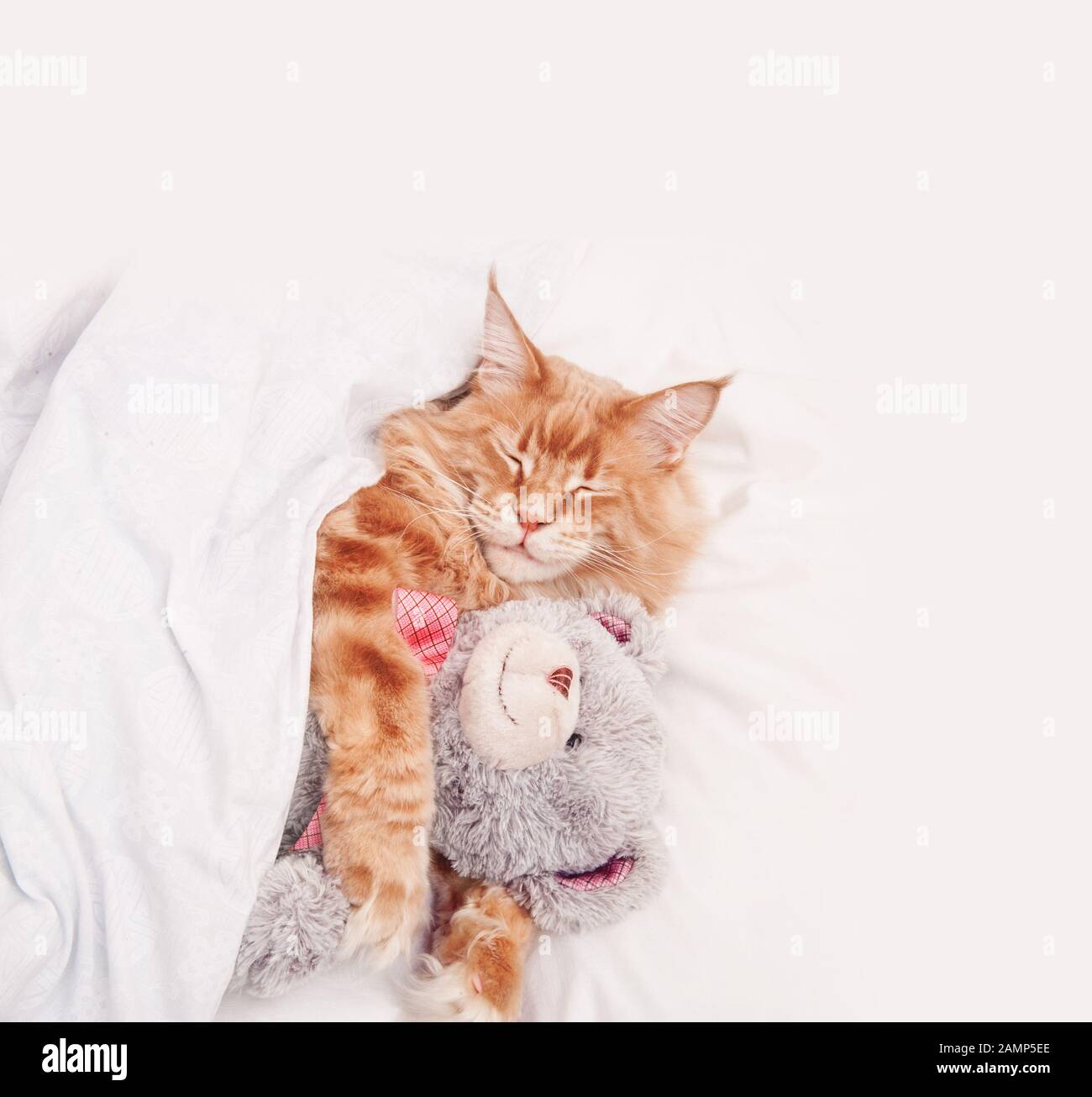 Maine Coon red cat sleeps in bed covered with a blanket with a teddy